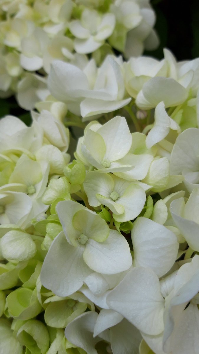 Have a pleasant monday. 🤍#MacroMonday #Flowers #Hortensia #hydrangea #GardeningTwitter