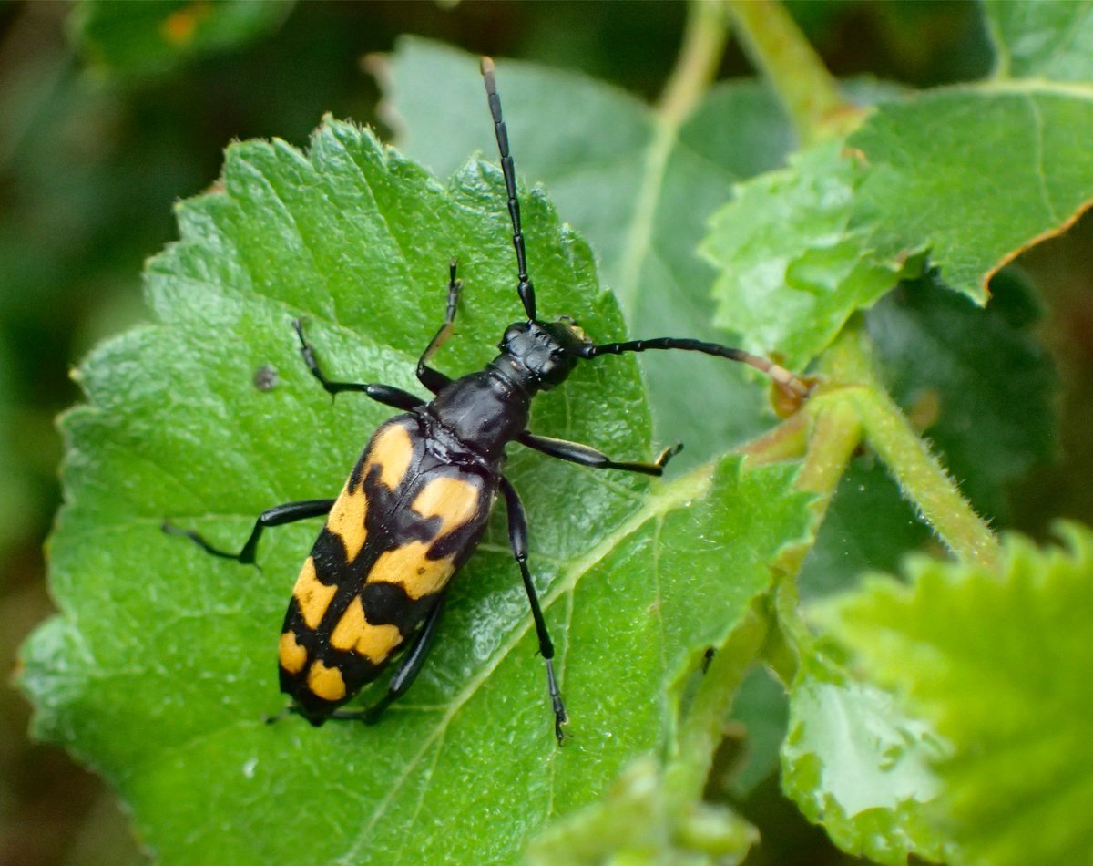 It was nice seeing Leptura quadrifasciata (Cerambycidae) yesterday in Shropshire! A species of longhorn which I don't see very often.