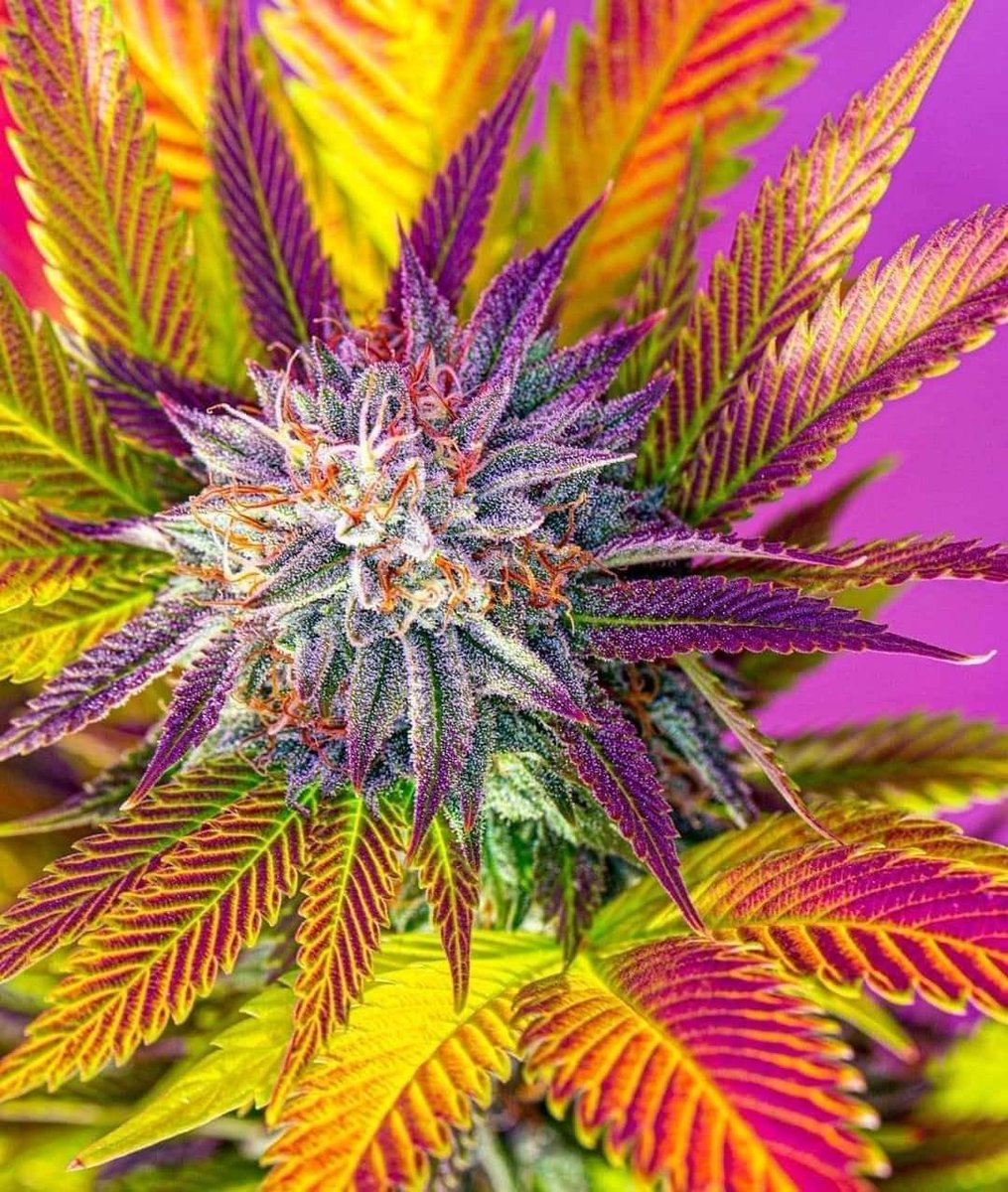 Before harvest the plant's green colors fade, allowing the oranges and purples to show

📷 chewberto420 

#maryjane #indica #sativa #weed #marijuana #growyourown