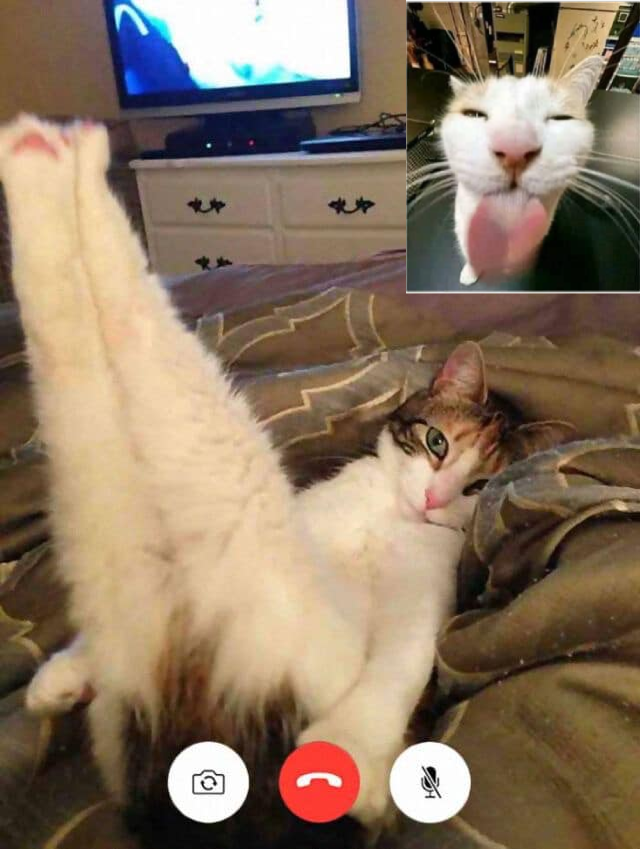 TranslatedCats's tweet photo. Can't be lewd. https://t.co/GxQJQsVw9g