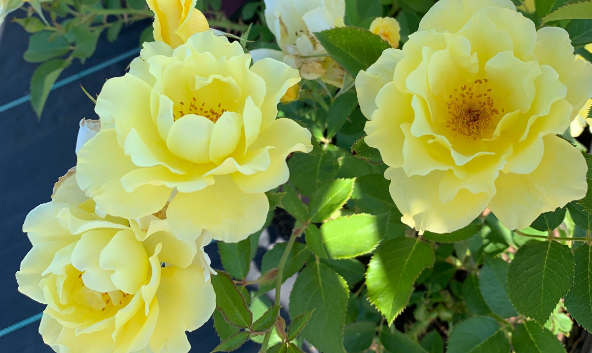 49throses tweet media