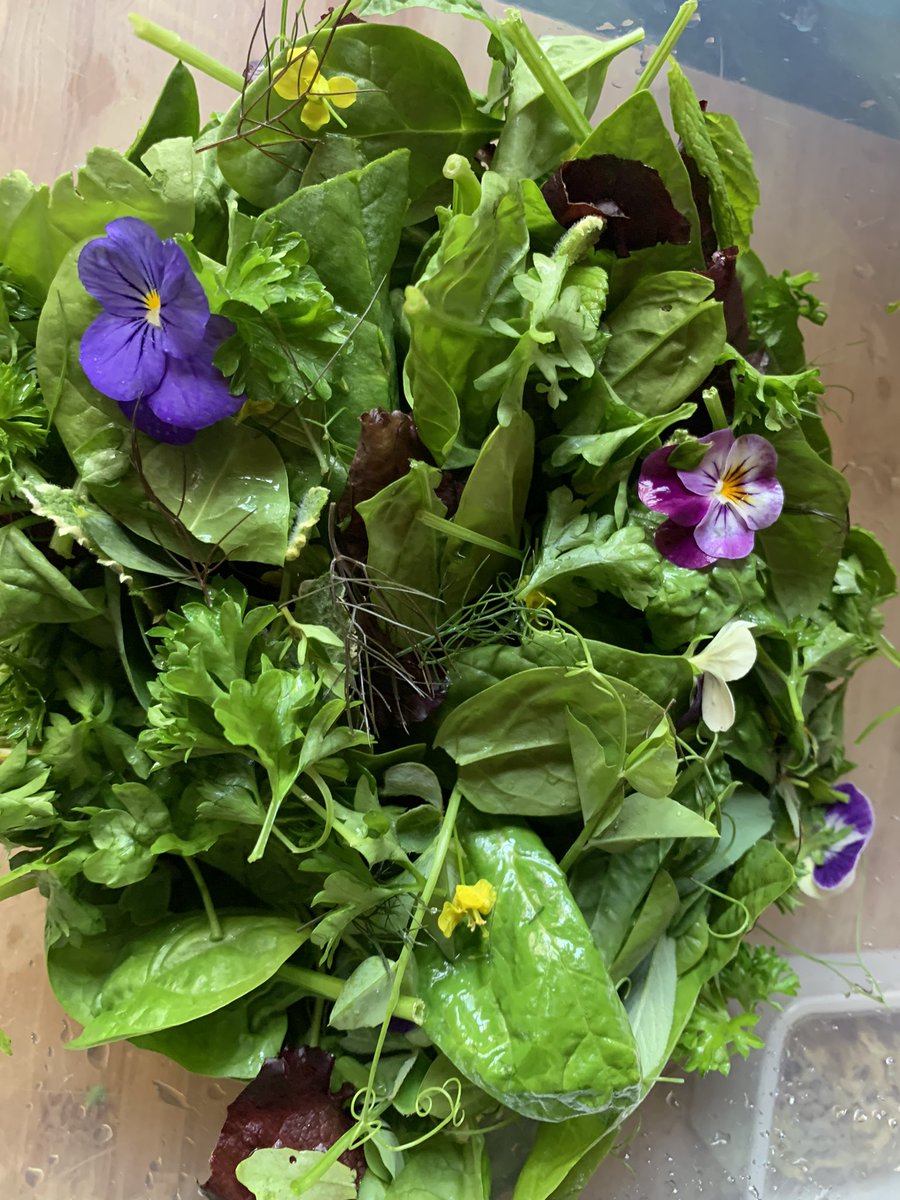 A wee mix of our edible garden, all the herbs, lettuce mix, spinach, viola, pea shoots, french sorrel and even some lettuce & kale flowers for a burst of colour and flavour… roll on the garden party #holyfamilyseniorsiteomagh #foodsharing #growyourown #outdoorclassroom