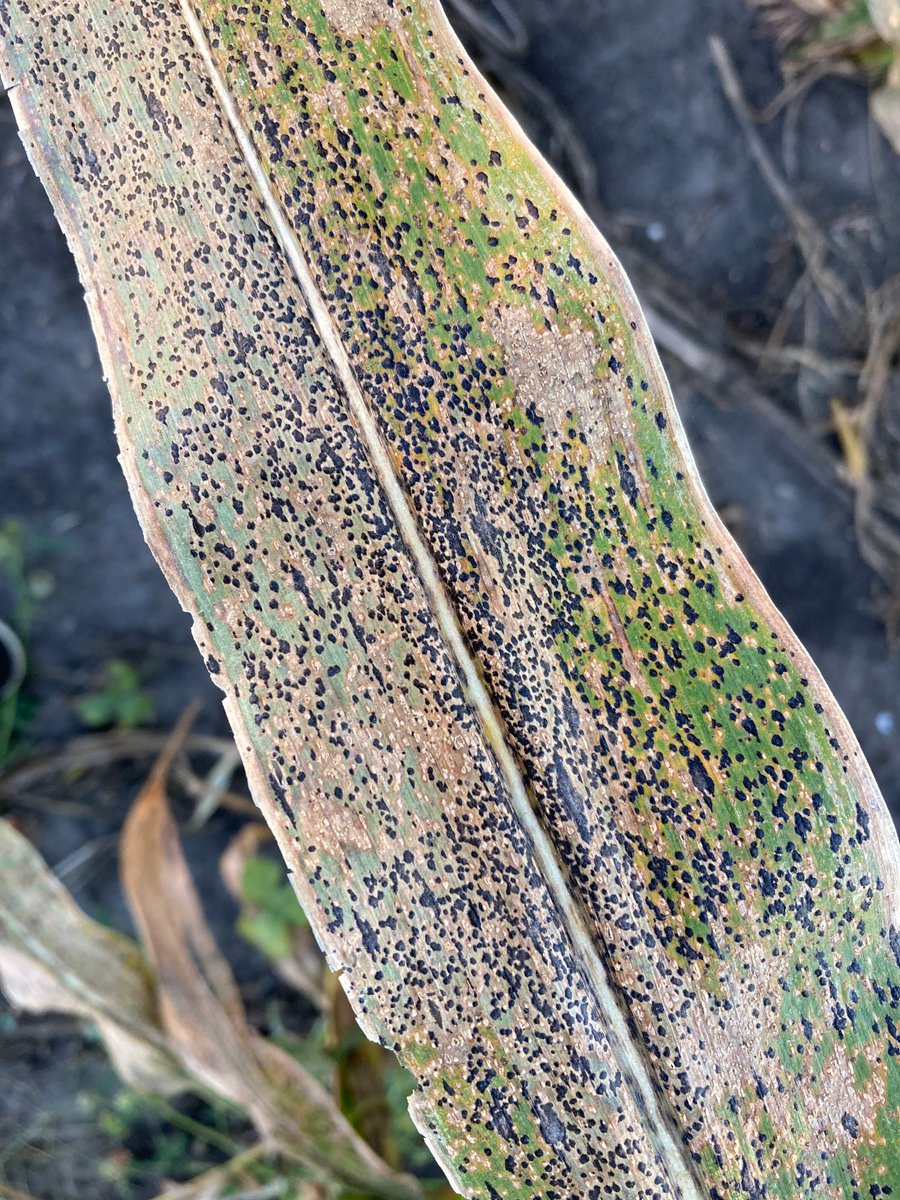 Tar spot found in central Iowa. 

See the details in @alisonrISU's article at crops.extension.iastate.edu/blog/alison-ro… 

@CropNetwork @isuExtNews @ISUExtension @ISUCropNews @ISUANR @PioneerVande @dsmuelle @PlantPathISU @ChelseaPlantDoc #agtwitter #IPM #tarspot