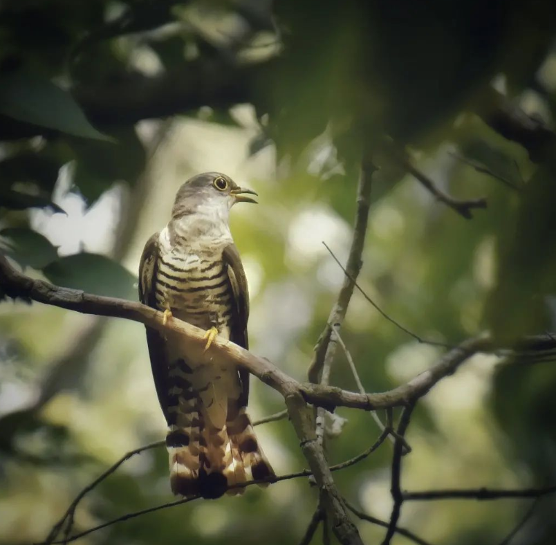 The melody tuner... Indian Cuckoo🐦 
#wildlifephotography #wildlife #wildlife_photography #wildlifeonearth #wildlifeindia #wildliveplanet #wildlife_shots #wildlifeshots