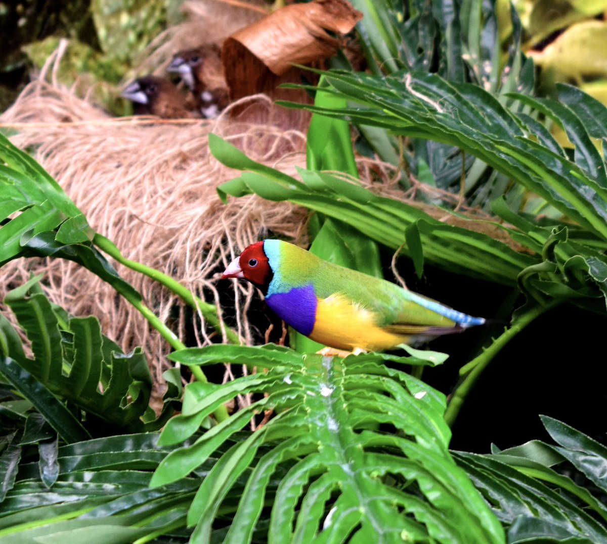 The endangered Lady Gouldian Finch is named in honour of Elizabeth Gould; illustrator, naturalist and wife of John “the birdman” Gould 🦜❤️

Photo: Kateryn Moroz

#Aves #BirdNames #BirdWatching #Birds