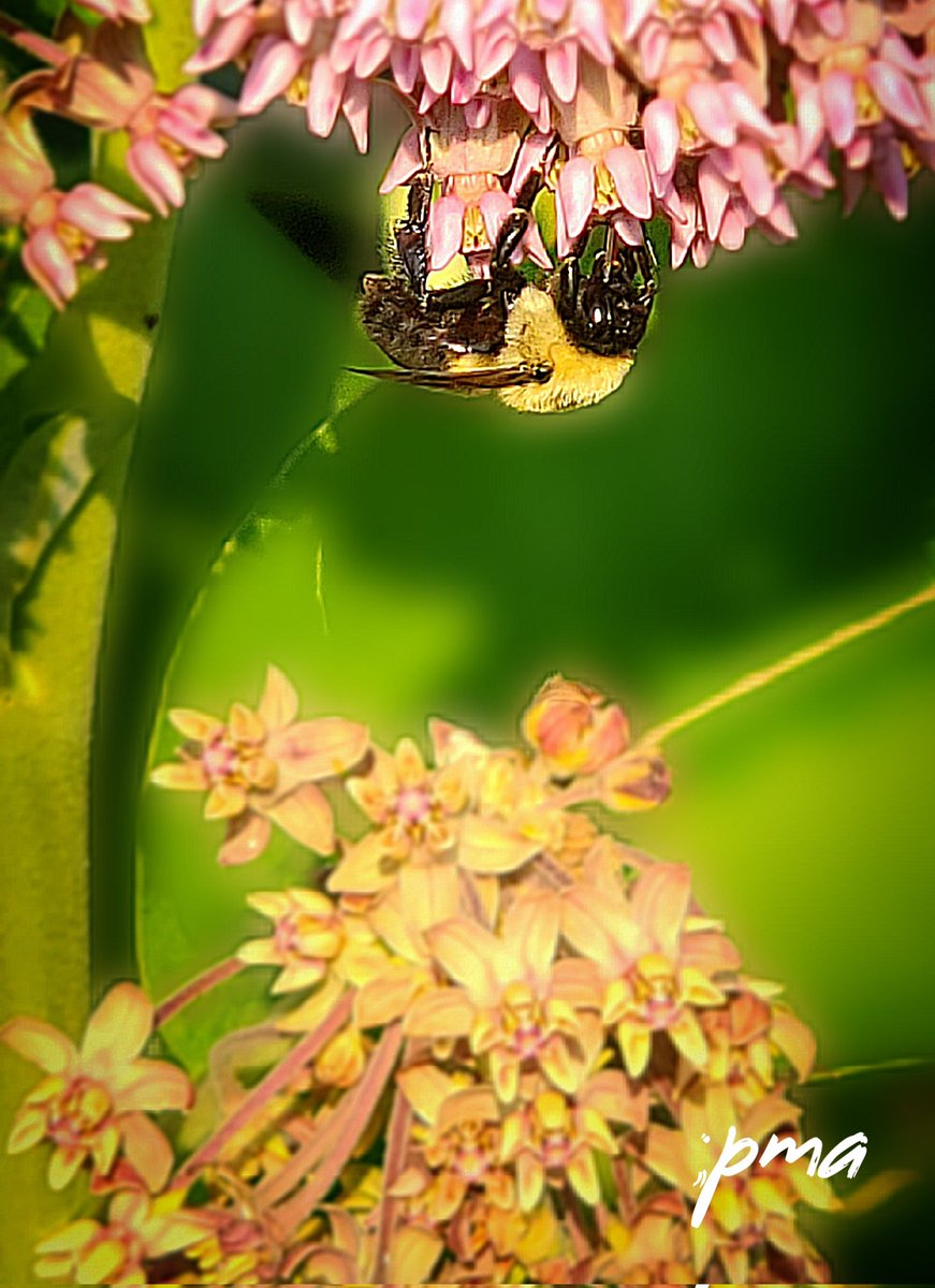 #pma #bluespringsmo #bees #NaturePhotography