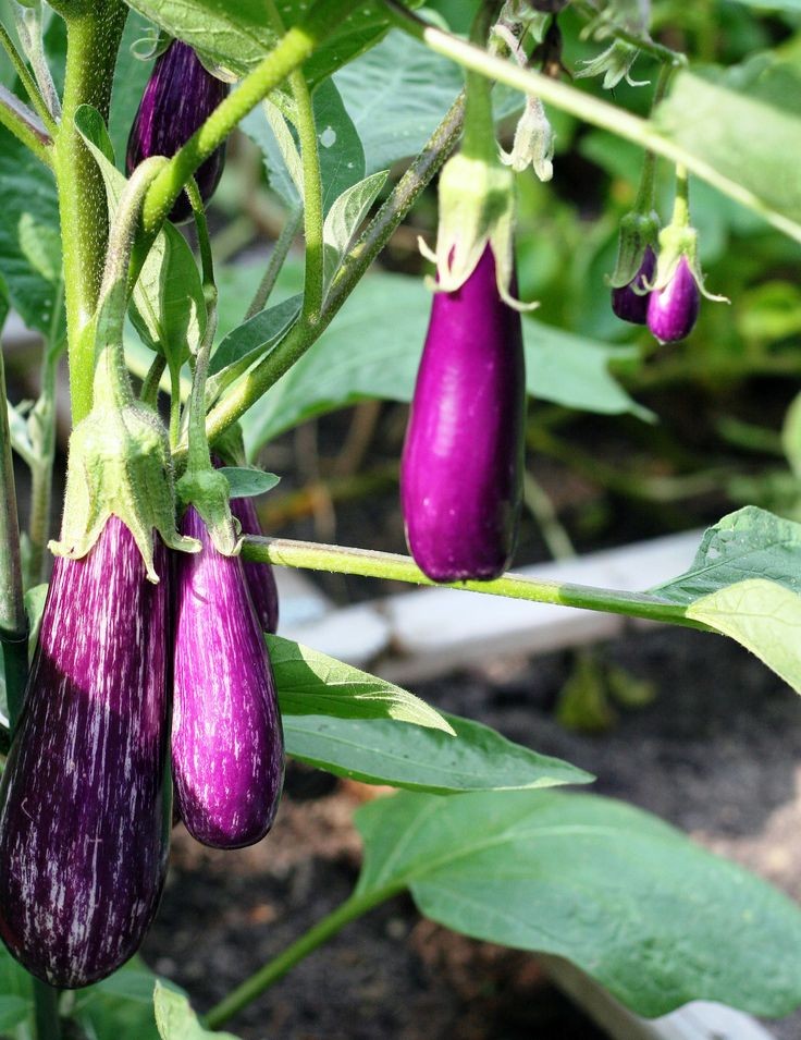 demi_farm's tweet photo. Farm quiz of the day.
What is the name of this vegetable? https://t.co/dN15QrUd3R