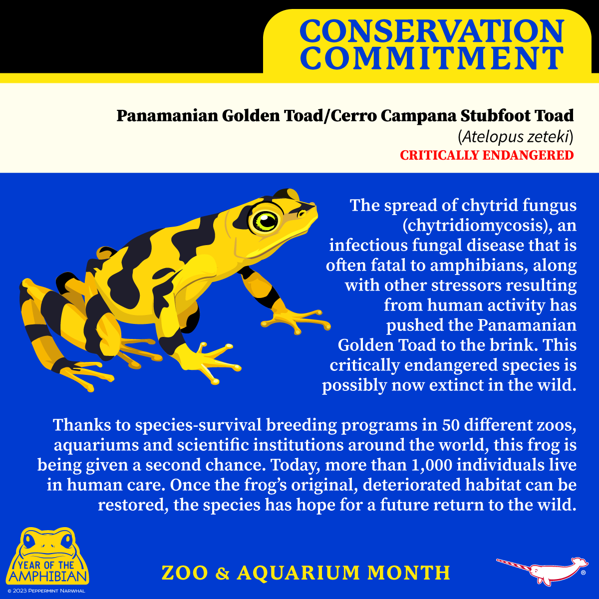 PepomintNarwhal's tweet image. #ConservationCommitment #PanamanianGoldenToad #CerroCampanaStubfootToad #ZooAndAquariumMonth
#YearOfTheAmphibian

Shop #PeppermintNarwhal: 
peppermintnarwhal.com

#Amphibian #YOTA