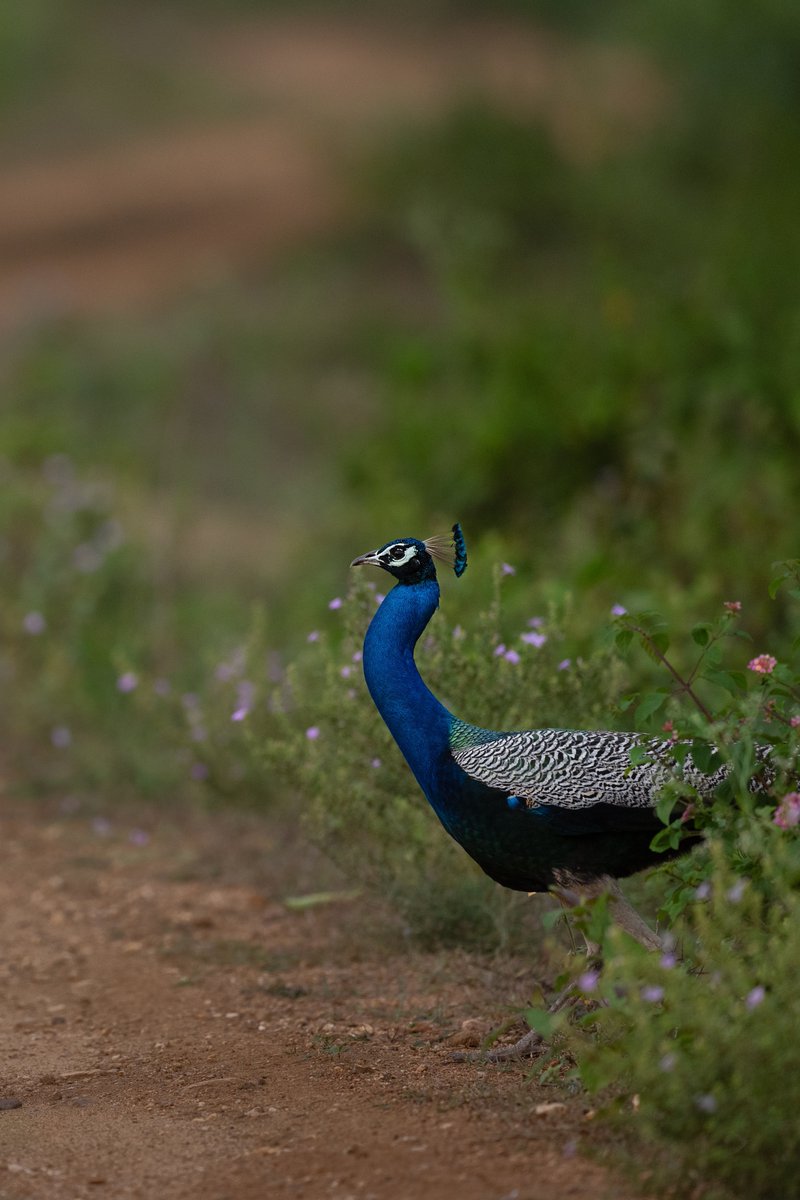 itsmesubhash's tweet photo. Three frames from my recently concluded Bandipur workshop! 
#bandipur #wildlife #IncredibleIndia https://t.co/gQOH8xgBVh