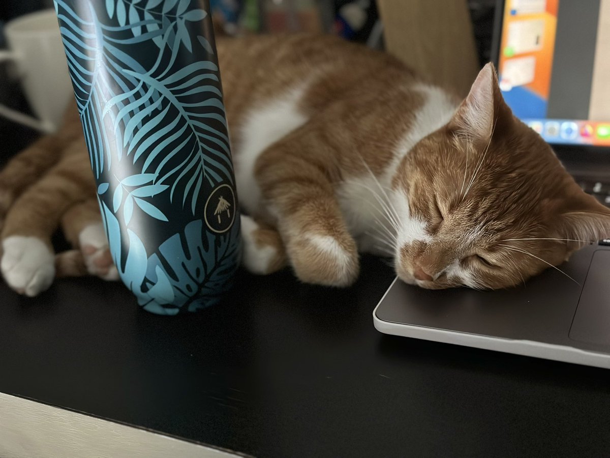 Gangs Of Cats🐾☃️🥕 tweet media