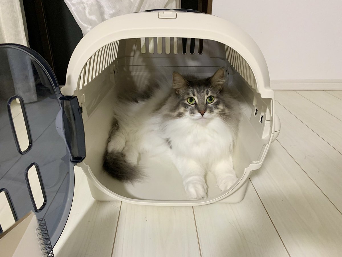 gomataro14's tweet photo. 新しいキャリー気に入ったみたい。
これで病院に連れて行かれるとも知らずに…🙀

#ノルウェージャンフォレストキャット https://t.co/lDw10L7SBZ
