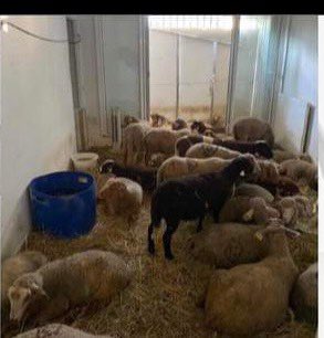 💙🤍❤️𝓔ℒ𝓘𝓢𝓐 💙🤍❤️DM⛔️GROUPE⛔️LISTE⛔ 🇫🇷 (@elisamafrance) on Twitter photo ⚠️Un abattoir sauvage 40 moutons entassés dans 12m2 retrouvés dans une cité à Nice ❗️
➡️Silence radio de l’autre <a href="/CaronAymericoff/">Aymeric Caron</a> le défenseur des moustiques et des auteurs de cette barbarie ❗️ ⚠️Un abattoir sauvage 40 moutons entassés dans 12m2 retrouvés dans une cité à Nice ❗️
➡️Silence radio de l’autre <a href="/CaronAymericoff/">Aymeric Caron</a> le défenseur des moustiques et des auteurs de cette barbarie ❗️