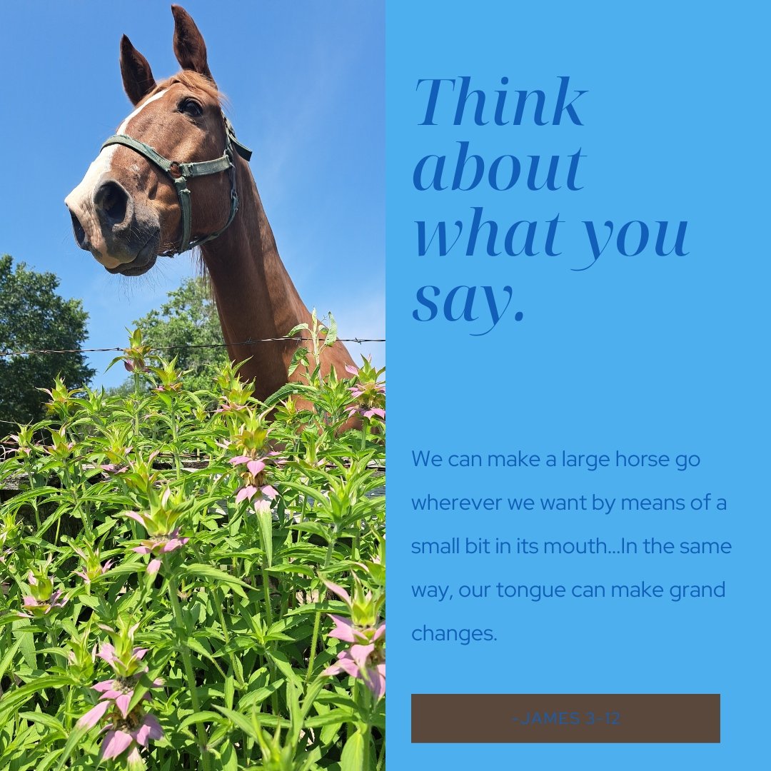 Your words matter. Choose carefully.

#thatshelpful #sapphiretherapy #sapphiretx #houston #texas #houstontx #therapy #mentalhealth #horse #horses #motivation #yourwordsmatter
