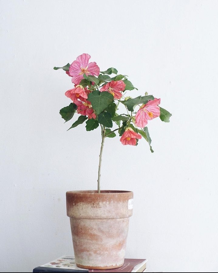 Flora。📌 tweet media