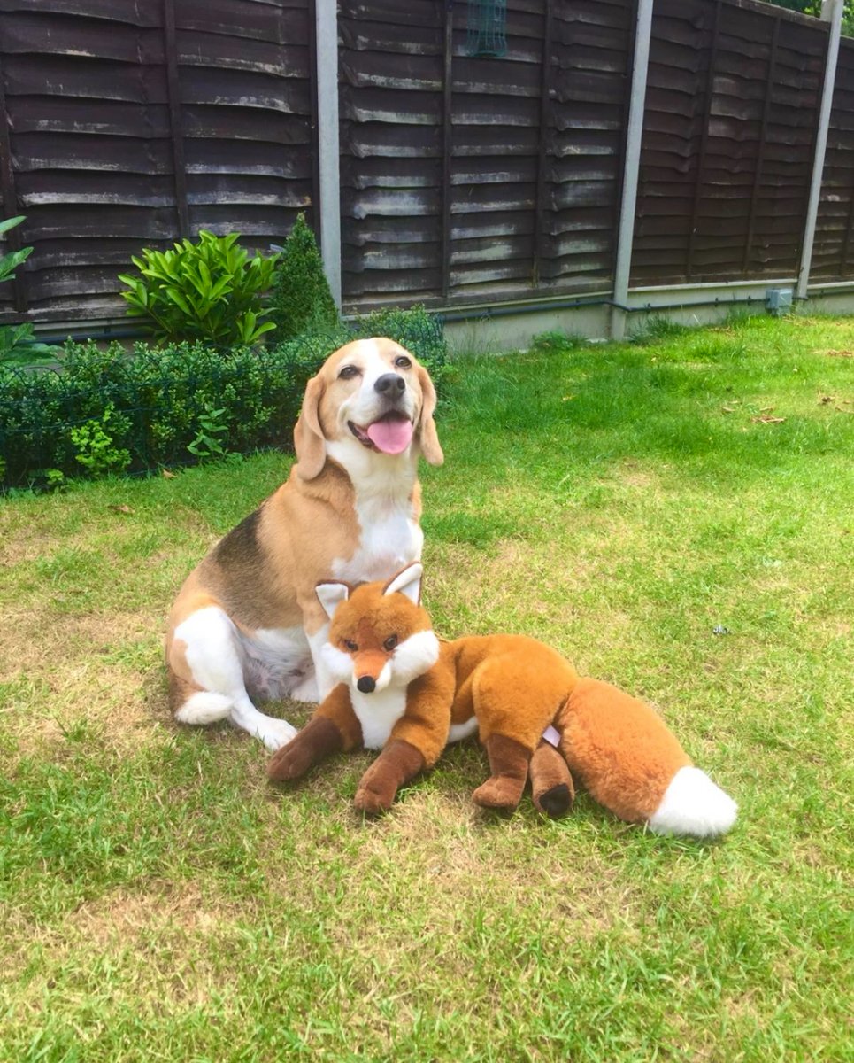 TheBarmyBeagle's tweet image. I finally caught the elusive Mr Fox. No idea what I should do with him though 🤷‍♀️ 🦊🐾 

#BeagleAndFox #Victory