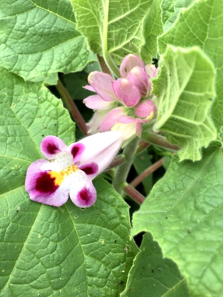 'Colors speak all languages.'
-  Joseph Addison 💗
So does #Flowers 
#wildflowers #pinkispretty #flowersmakemehappy #vrupix