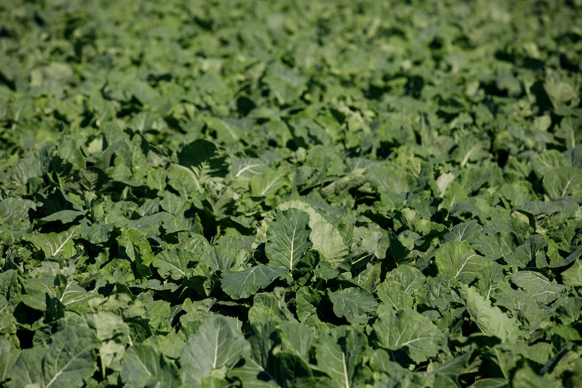 Are you looking for a high-quality, cost-effective winter feed that can also help overcome grass shortages towards the end of the summer?
Maris Kestrel kale is a high-yielding, winter-hardy brassica. Find it here: germinal.co.uk/product/maris-…
#agriculture #farmers #farming