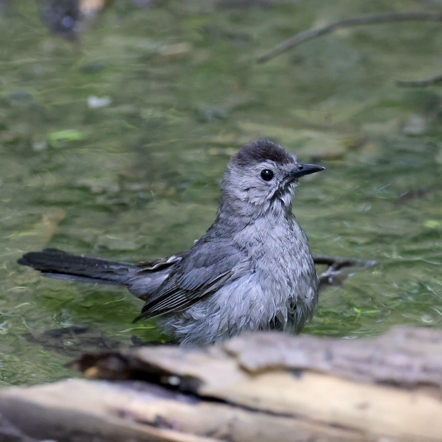 Gray Catbird having a good bath.