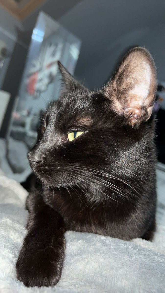 lvr_morgane's tweet photo. Bonjour mes deux chats on disparut en même temps depuis jeudi sur Gonfreville-l’Orcher 76700 aider nous partager s’il vous plais 🙏🙏

#gonfreville #chat #perdu https://t.co/QYCnxBC6ew