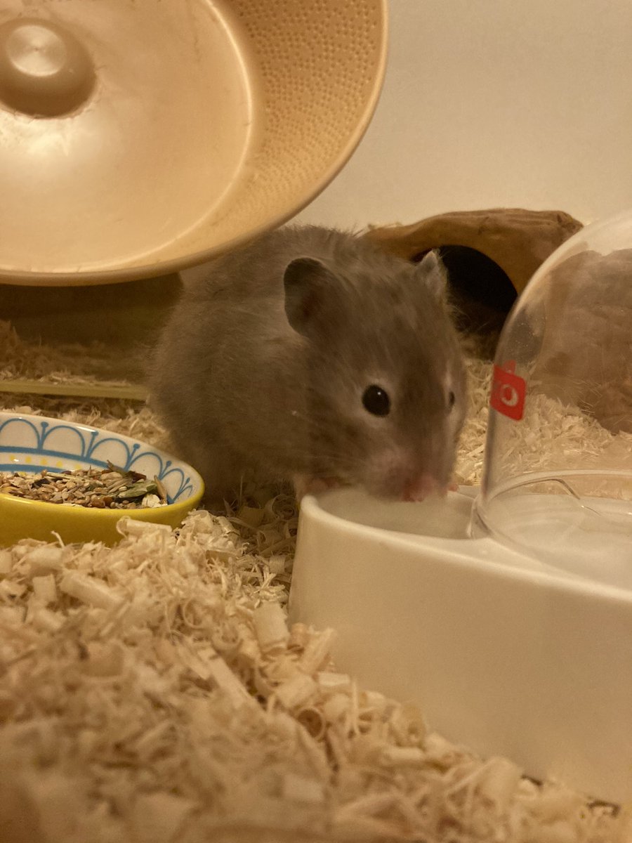 오랜만에 접속했으니까 사진 몇 장 🐻