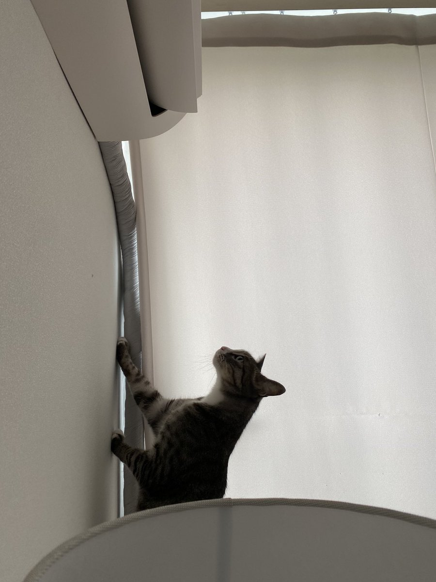 에어컨 틀었더니 기뻐하며 유심히 관찰