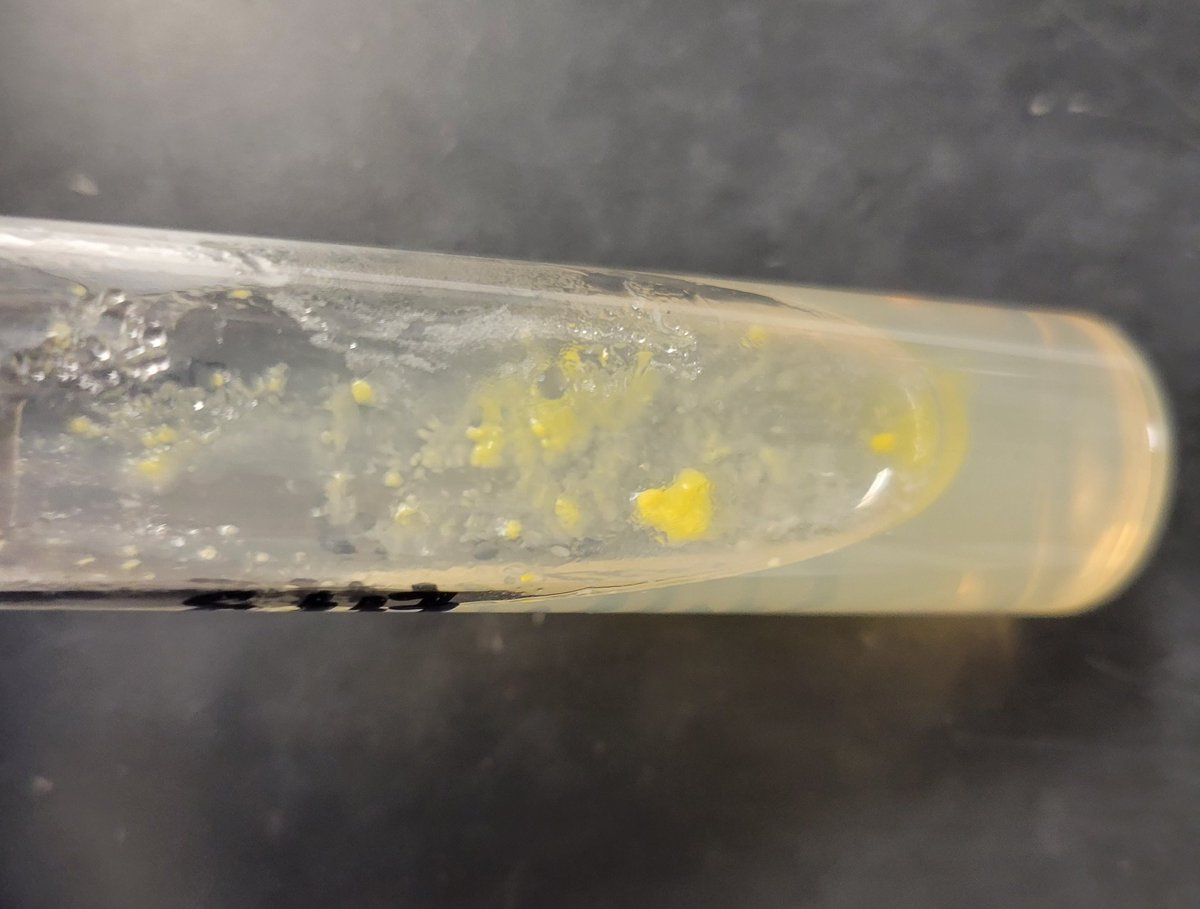 I am moving to the U of Kansas! In honor of the move, heres Mycobacteria kansasii. It is a photochromogen, which means its pigmented under light. You can remember them as 'Must Keep A Sun Shining' = M. marium, M. kansasii, M. asiaticum, M. simiae, and M. szulgai (25c).