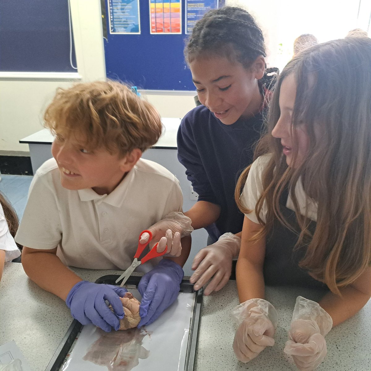 Heart dissection <a href="/WalesHigh/">Wales High School</a> Putting our knowledge of the circulatory system to good use as we identify the different parts. <a href="/HillcrestAnston/">Anston Hillcrest</a> <a href="/jmatschools/">James Montgomery Academy Trust</a>