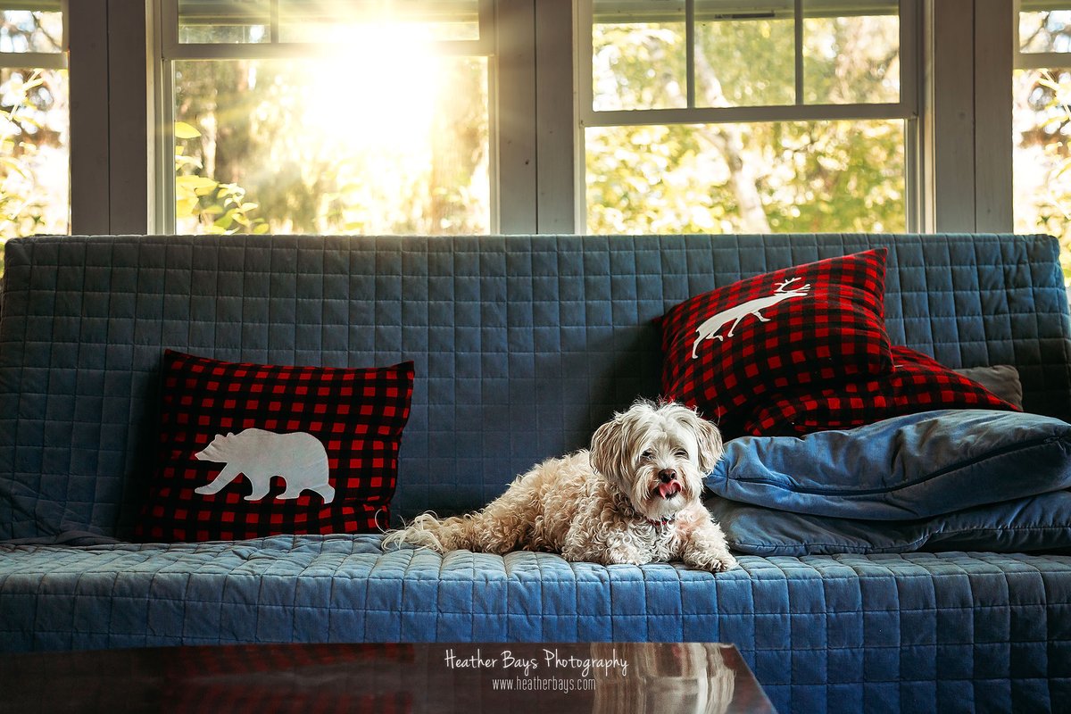 Dogs love the beach and cottage time too!
📷♥️
See you soon Manitoba! More information about Winnipeg Beach photo sessions here:
heatherbays.com/blog/2023/6/20…