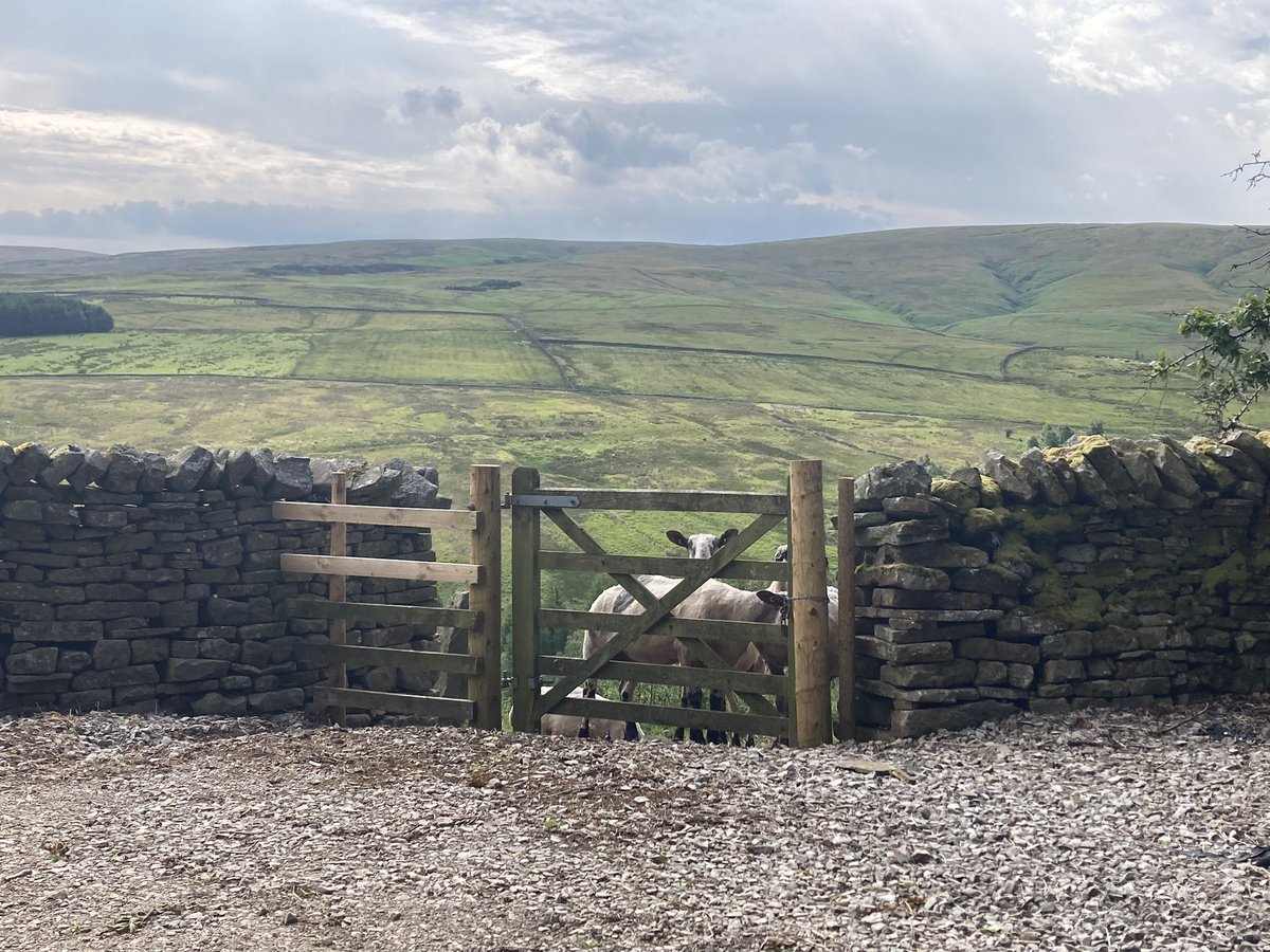 Had quite an inquisitive audience while emptying a moth trap in the Forest of Bowland (VC60) yesterday morning! 🐑