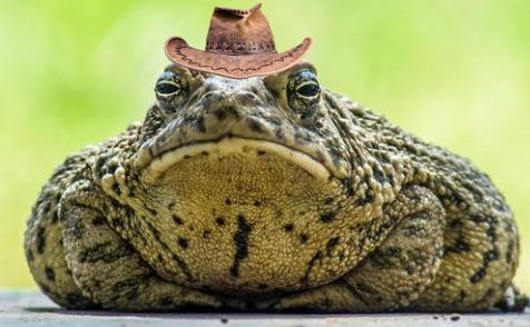 (John Denver voice) Country toaaadds, take me homeee, to the place, toad belongg, OKLA-homaa, toady momma, take me homeee, country toaaadds