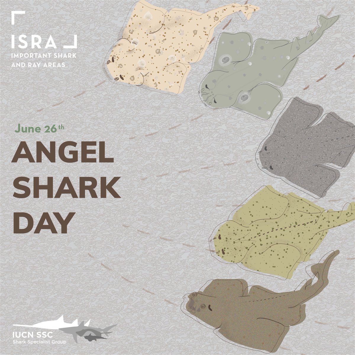 Today is #AngelSharkDay - follow this hashtag to learn about some of the most threatened sharks on Earth, and some of the experts working to study, understand, and protect them. 

Learn more about us and our work: iucnssg.org