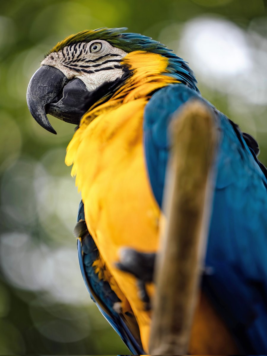 Blue-and-yellow macaw 🌎 #SouthAmericanbirds | #English #birdnames #birds🦉