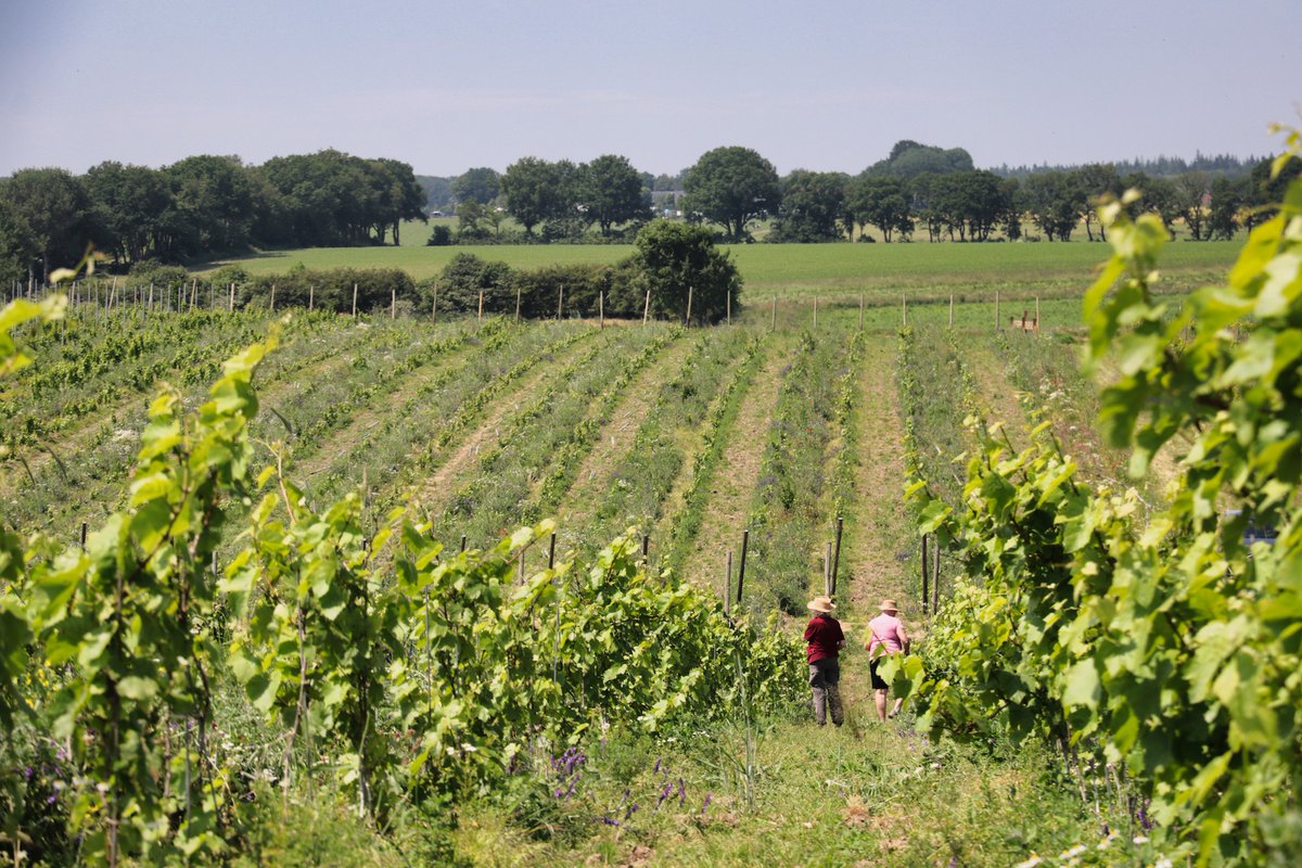 🍷 Discovering the delights of Dutch winery Colonjes! We recently had the pleasure of visiting this winery because we had to shoot some new pics for our website (link in bio). Winemaker Adam and his team take pride in their sustainable practices. 🇳🇱 #dutchwinetales #winelover
