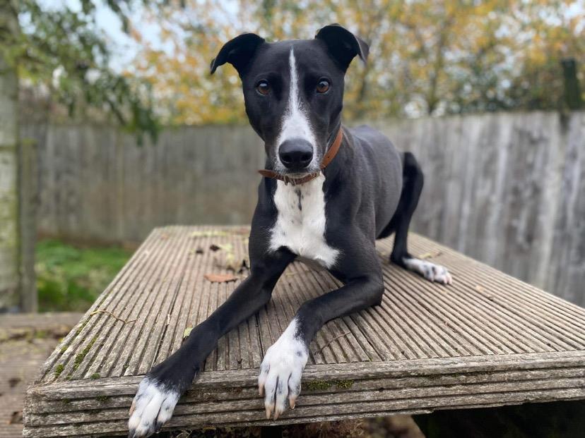 Please retweet to help Betty find home #LOUGHBOROUGH #UK 

Lovely Lurcher aged 1. She is looking for an adult home to go on with training. She would prefer to be the only pet.  Please share to help? 

DETAILS or APPLY👇 dogstrust.org.uk/rehoming/dogs/…… #DogsofTwittter #Lurcher #dogs