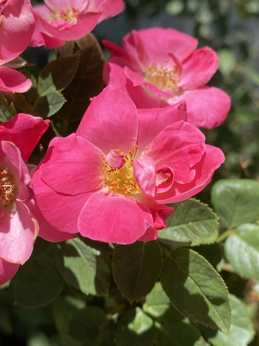 Happy #MagentaMonday from these dainty roses. #flowers #gardening #GardenersWorld 💕
