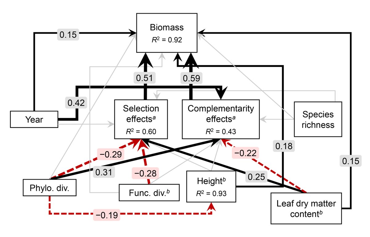 ESAEcology's tweet photo. New in @ESAEcology:

Evolutionary history shapes grassland productivity through opposing effects on complementarity and selection

https://t.co/Ywl5gc7BlE

#RestorationEcology #Biodiversity #NSFFunded @NSF @andrewhipp @BeckSamBar @chicagobotanic @CFANS @UMNFWCB @MortonArboretum https://t.co/aXh9P8Np6Q
