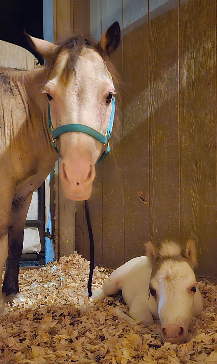 Good morning friends ❤️

Linktr.ee/PRRHR

#horses #rescued #mareandfoal #support #cutehorses #love