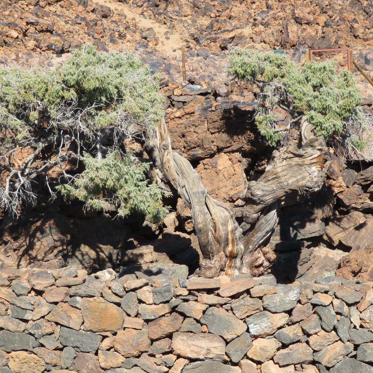 Se celebra el DÍA MUNDIAL DEL ÁRBOL, nosotros queremos dedicar este día, a uno de nuestros ejemplares de cedro canario más longevo en el #PNTeide, “El #Patriarca” que este año cumple 1123 años. Con su tronco cuenta parte de su vida, cómo sería si nos pudiera hablar. Respetémoslos