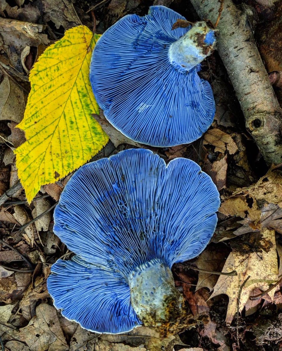 PlantSnap tweet media