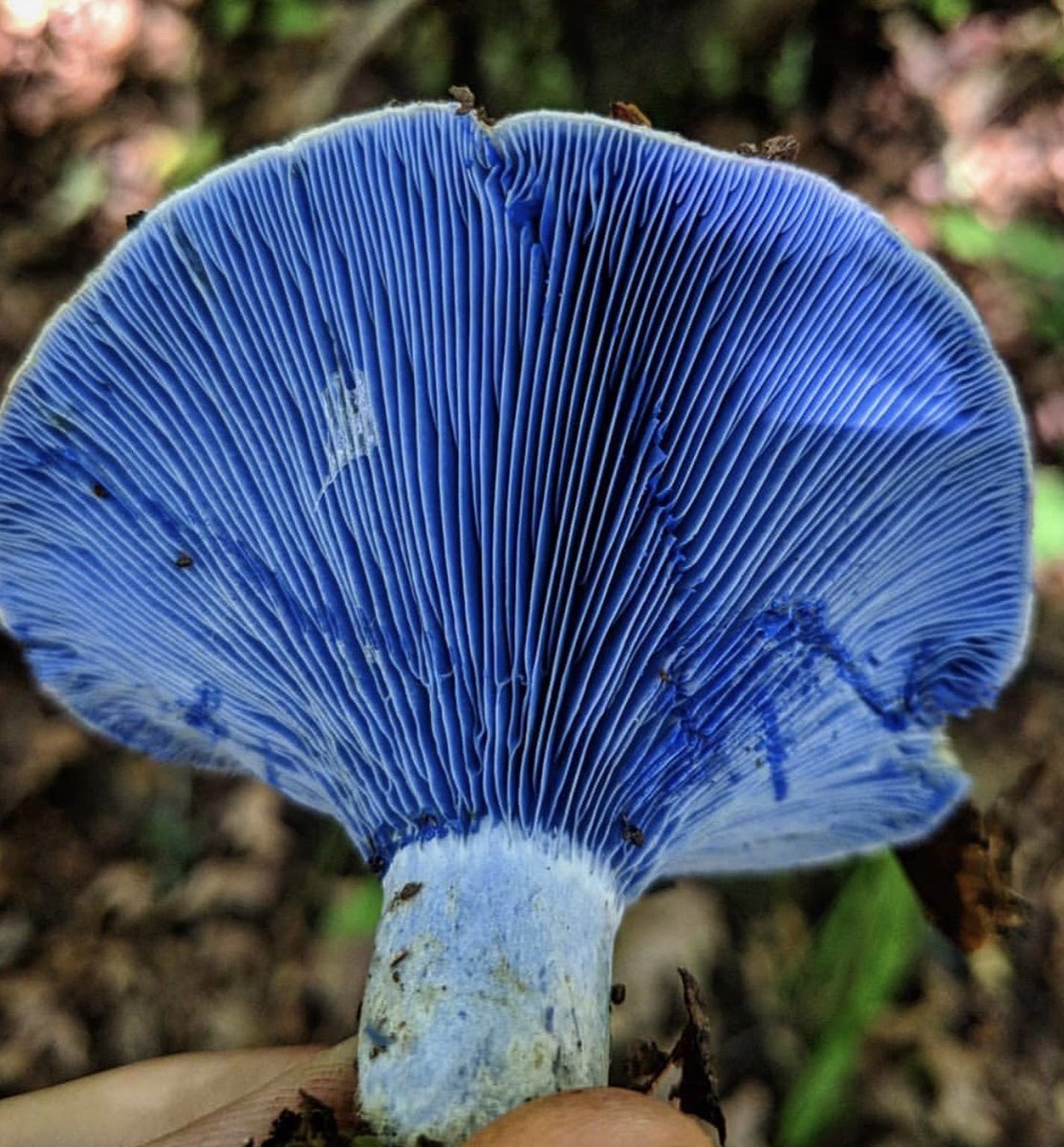 PlantSnap tweet media