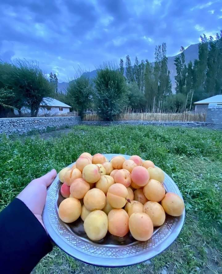 Fresh Apricot Chitral
 #Pakistan 🇵🇰🏔️❤️