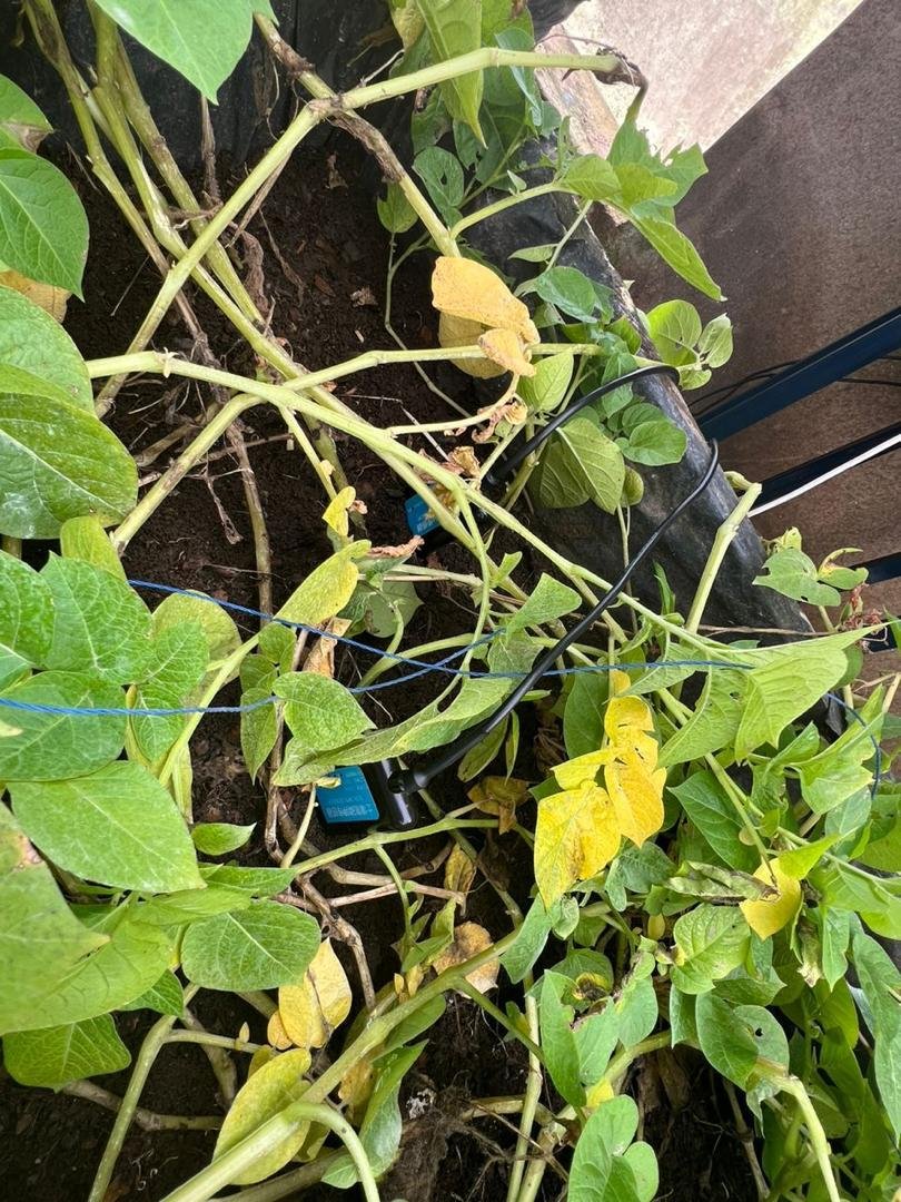 eHahoRw's tweet photo. You can now remotely understand and monitor your farm through technology.#FAStechnology provides all the necessary information on the soil nutrient status in your farm, which leads to increased productivity. Additionally, we automate your farm for smart agriculture.@SpiderbitRwa https://t.co/3fmGQhjGSv