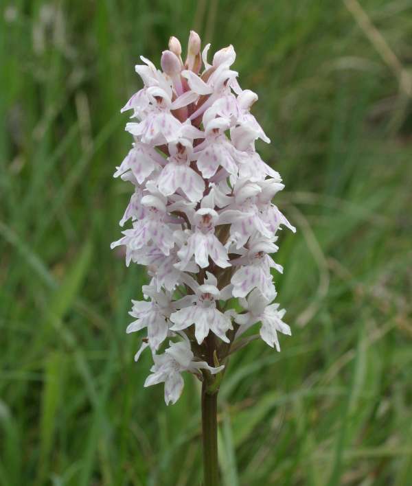 NottsSART's tweet photo. #DogTeam 1-0 #FootTeam
Yesterday's training find was at ///cotton.tigers.photo (@what3words ). There were orchids at ///dined.price.dizzy and an event needing #FirstAid cover was ///atomic.scared.solve.
Well done Ben #goodboy
Well done everybody who #volunteered. https://t.co/yUS3Olz81A