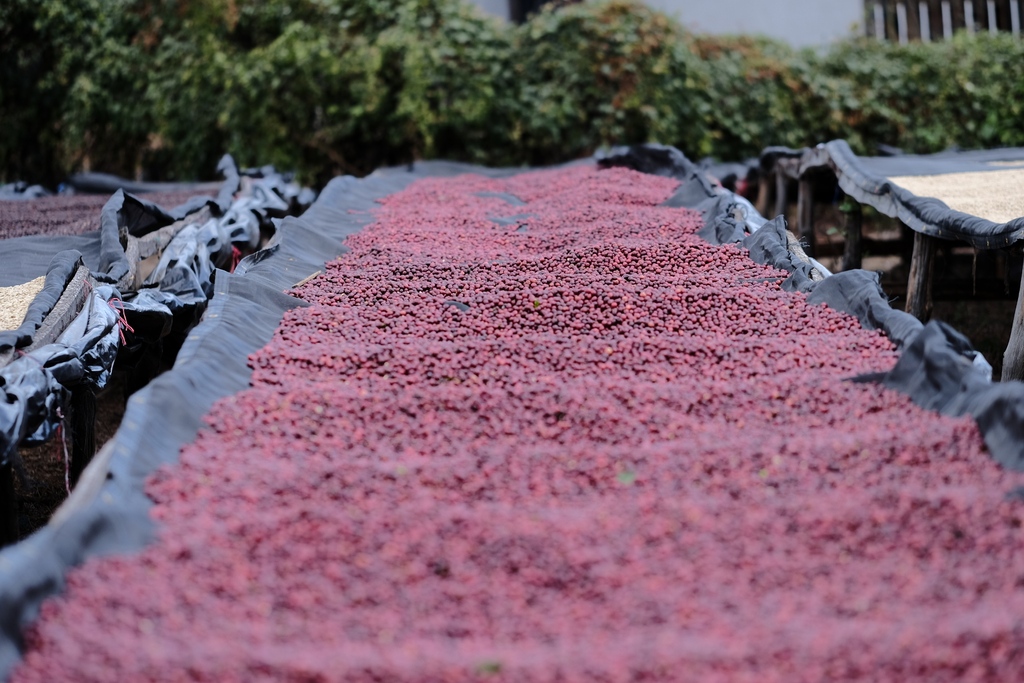 Scenes from Silvio Sanchez's Santa Teresa de Mogoton in Nueva Segovia, Nicaragua.

We're thrilled to offer Catuai Natural from Santa Teresa de Mogoton, in-store now at the Annex! Click the link to learn more.
bit.ly/3Ot1IKc