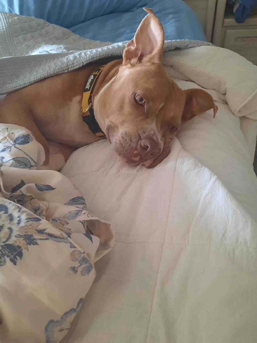 PSPCA's tweet photo. When will it be Morganna’s turn?

Her turn to go on summer vacations. Her turn to get a pupcup at the drive-thru window. Her turn to go on long evening walks.

When will it be her turn to have a family that she can finally call her own?

With your help, we hope it’ll be soon. https://t.co/k6cz4XX6yy