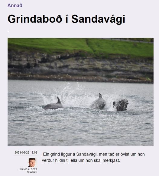 #FaroeIslands Another #Grindadrap is in process 26/6/23, estimated pod size of 50-100 but this pod is a mix of #Pilotwhales & #BottlenoseDolphins in Sandavagi, their is debate as to whether they will be slaughtered or tagged...UPDATES to follow. #StopTheGrind