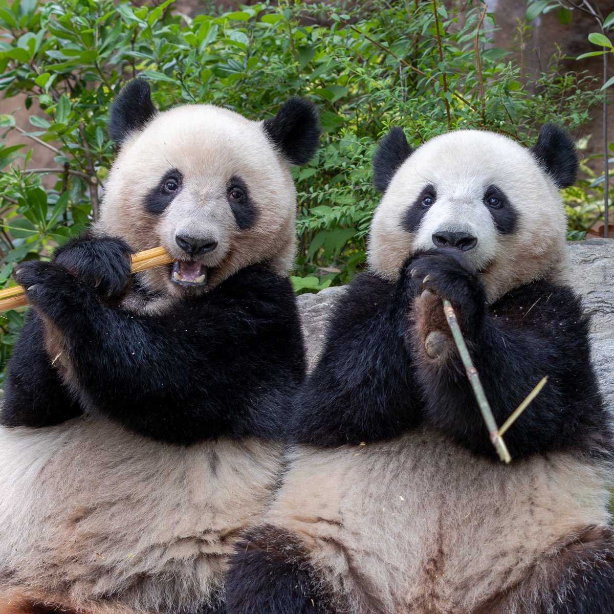 329Da's tweet photo. お誕生日おめでとうございました！
🐼🎂🐼
2頭並んでのモグモグは、
めちゃめちゃかわいかったよ！
ありがとう😊
これからも元気に成長してね！
僕はこれからもあなた達の成長に
一喜一憂していきますね。よろしくね。
#2023年6月23日
#上野動物園 #シャオシャオ #レイレイ https://t.co/xxmedGmc8A