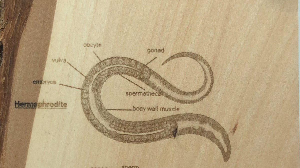 Angeli Lab (@sangeli_phd) on Twitter photo Laser-cut Maine wood by undergraduate Nate Jordan <a href="/UMaine/">University of Maine</a> #worm23 #wormart23 Laser-cut Maine wood by undergraduate Nate Jordan <a href="/UMaine/">University of Maine</a> #worm23 #wormart23