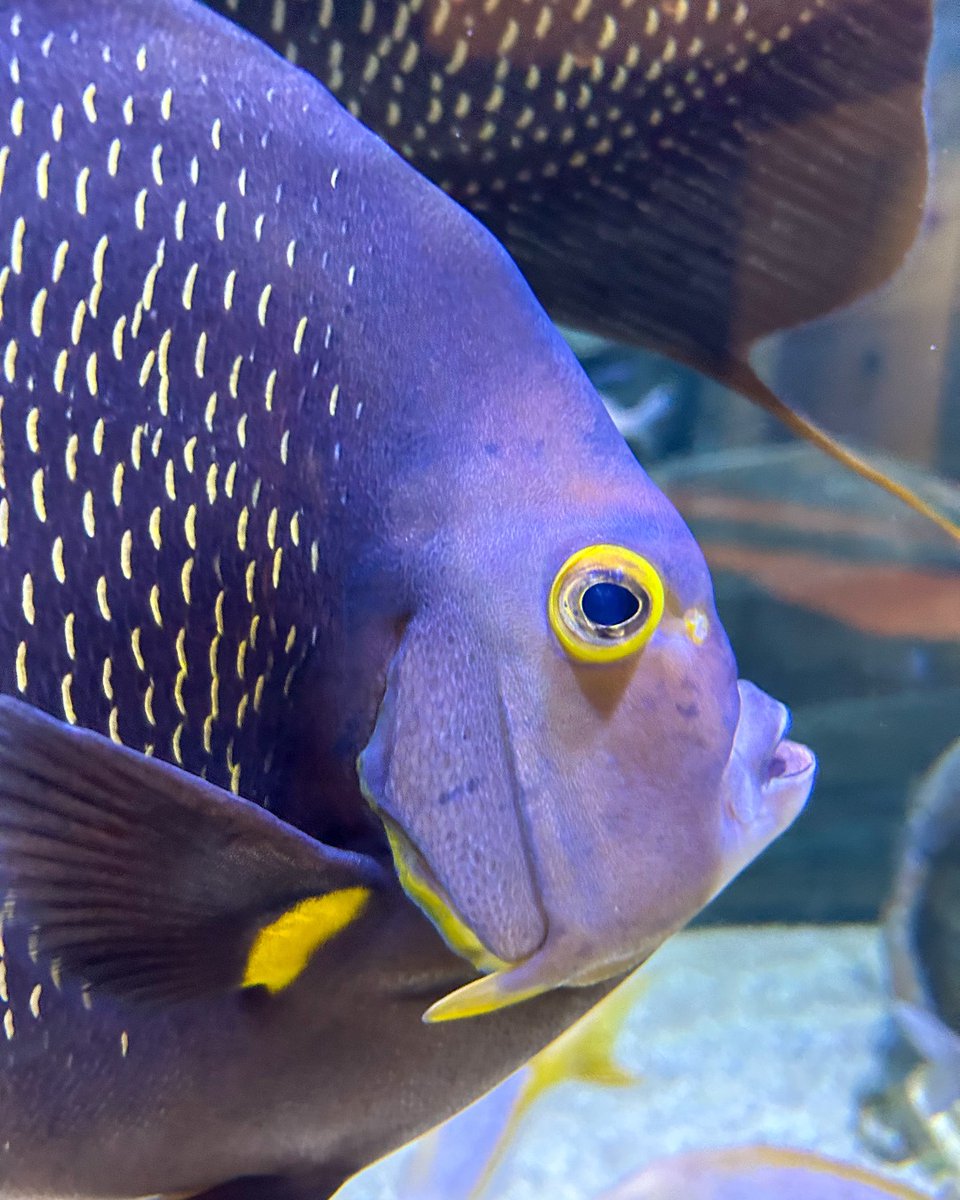 Caption this. 

#NCAquariumRI #FrenchAngelfish #SideEye