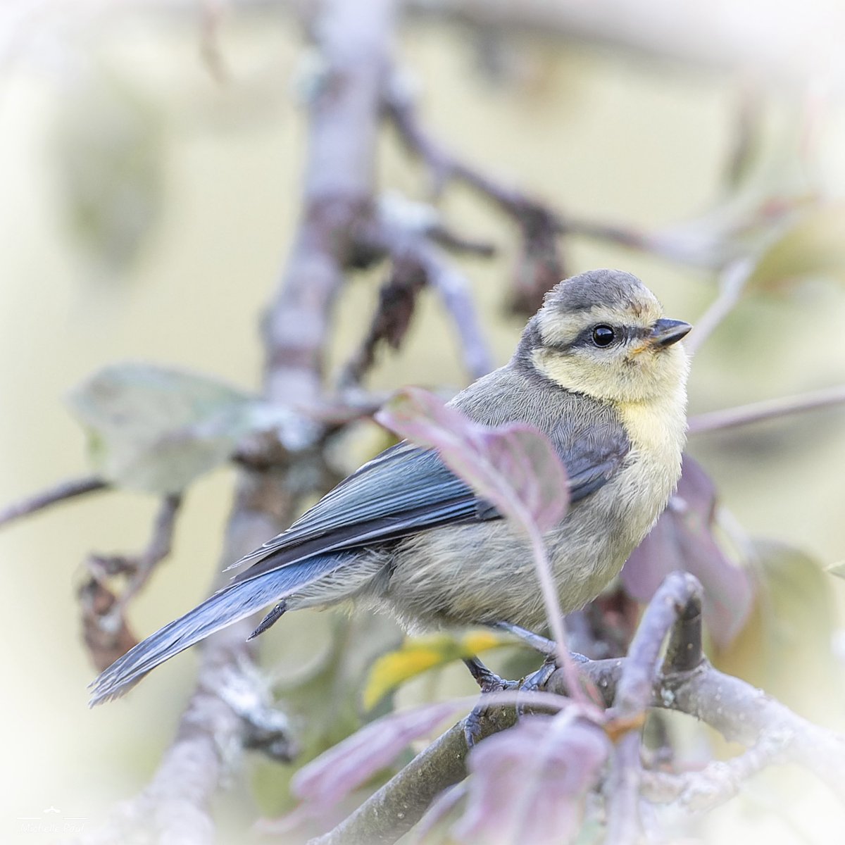 I have fallen in love with the local Blue Tit family of five. The babies are just 😍💙

#BirdsOfTwitter #birdphotography #birds #TwitterNatureCommunity #TwitterNaturePhotography #nikonphotography #birdwatching @thephotohour #babybirds #love #socute